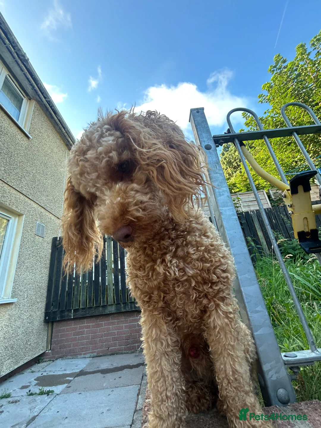 Cockapoo dogs for sale: Male Cockapoo - Rehoming - Advert 3