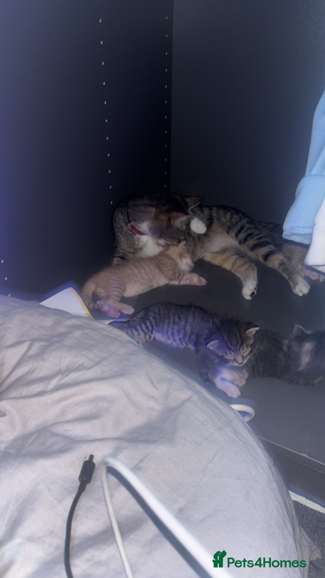British Shorthair cats for sale: Kittens For Sale - Image 15