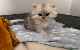 Persian cats for sale: Persian chinchilla kittens - Image 4