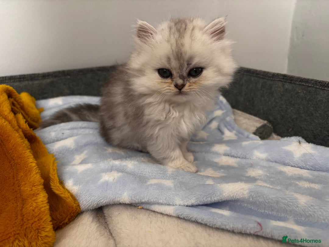 Persian cats for sale: Persian chinchilla kittens - Image 4