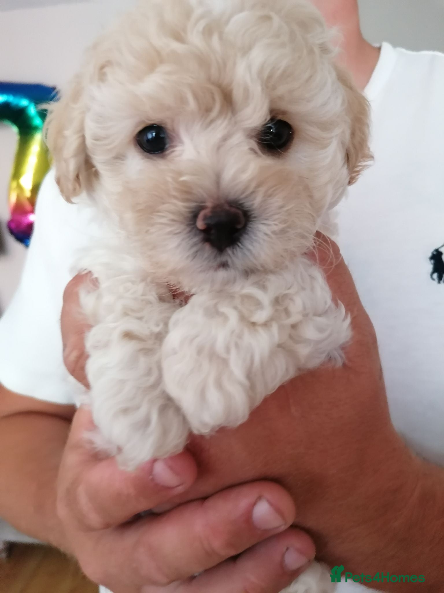 Maltipoo dogs One boy left! Maltipoo puppies 6 weeks old  - Advert 14