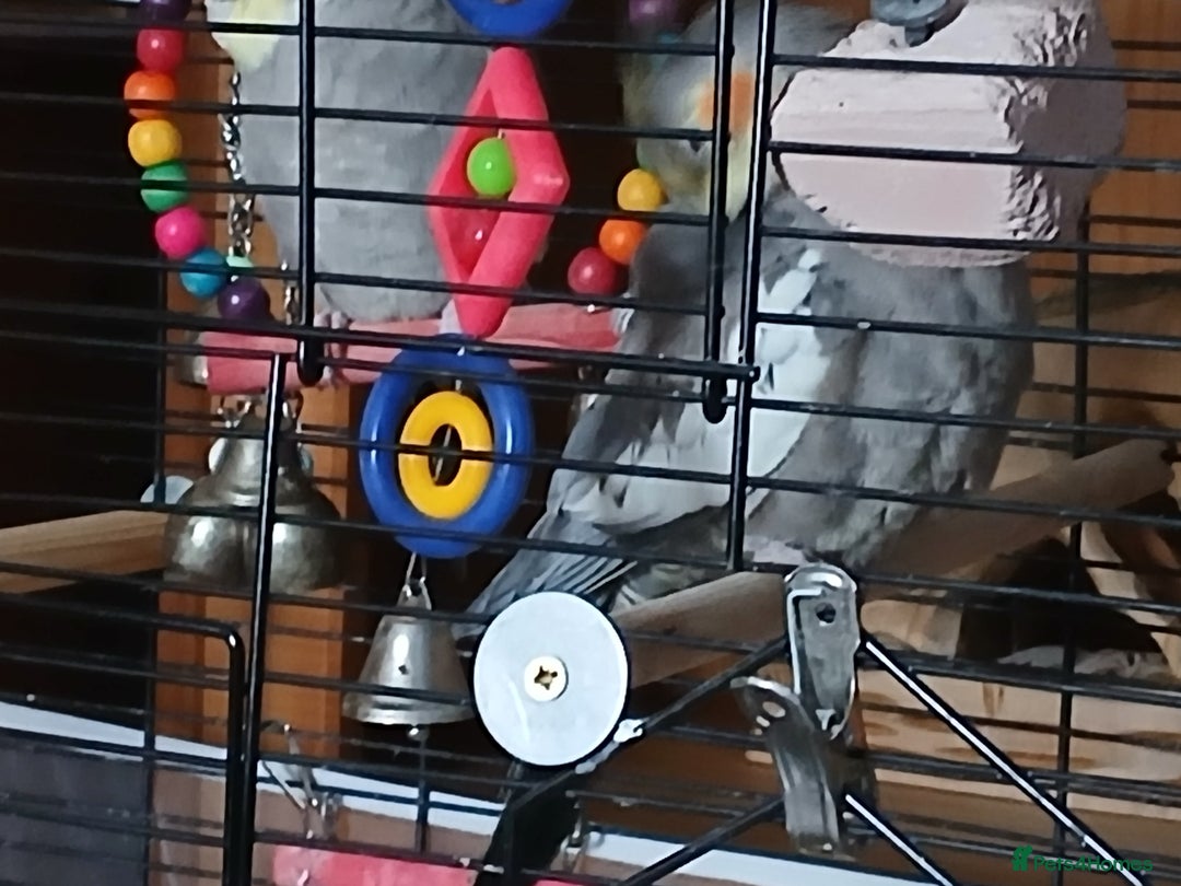 Cockatiels birds for sale: Cockatiels  - Image 2