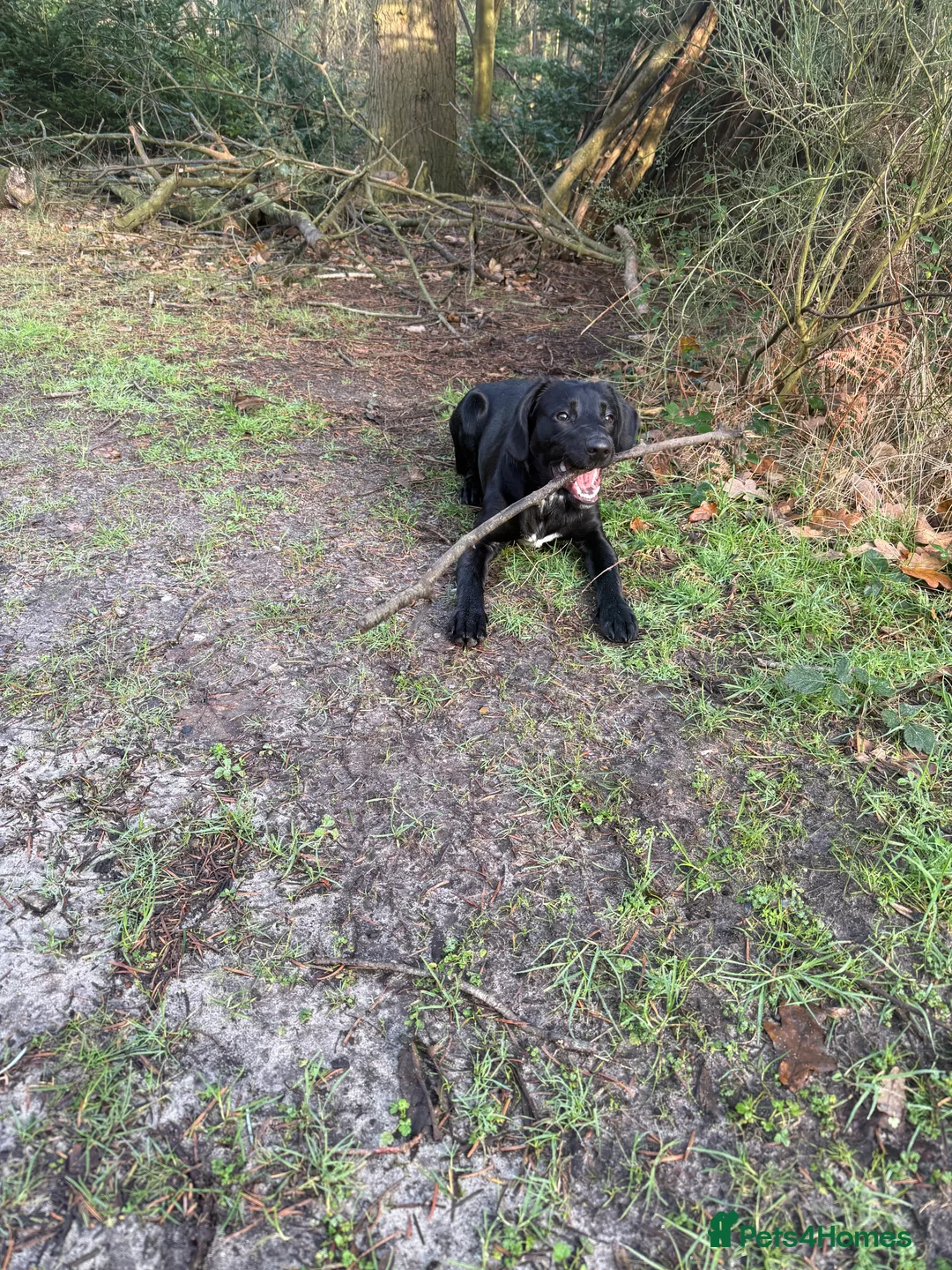 Springador dogs for sale: Male springador puppy - Advert 4