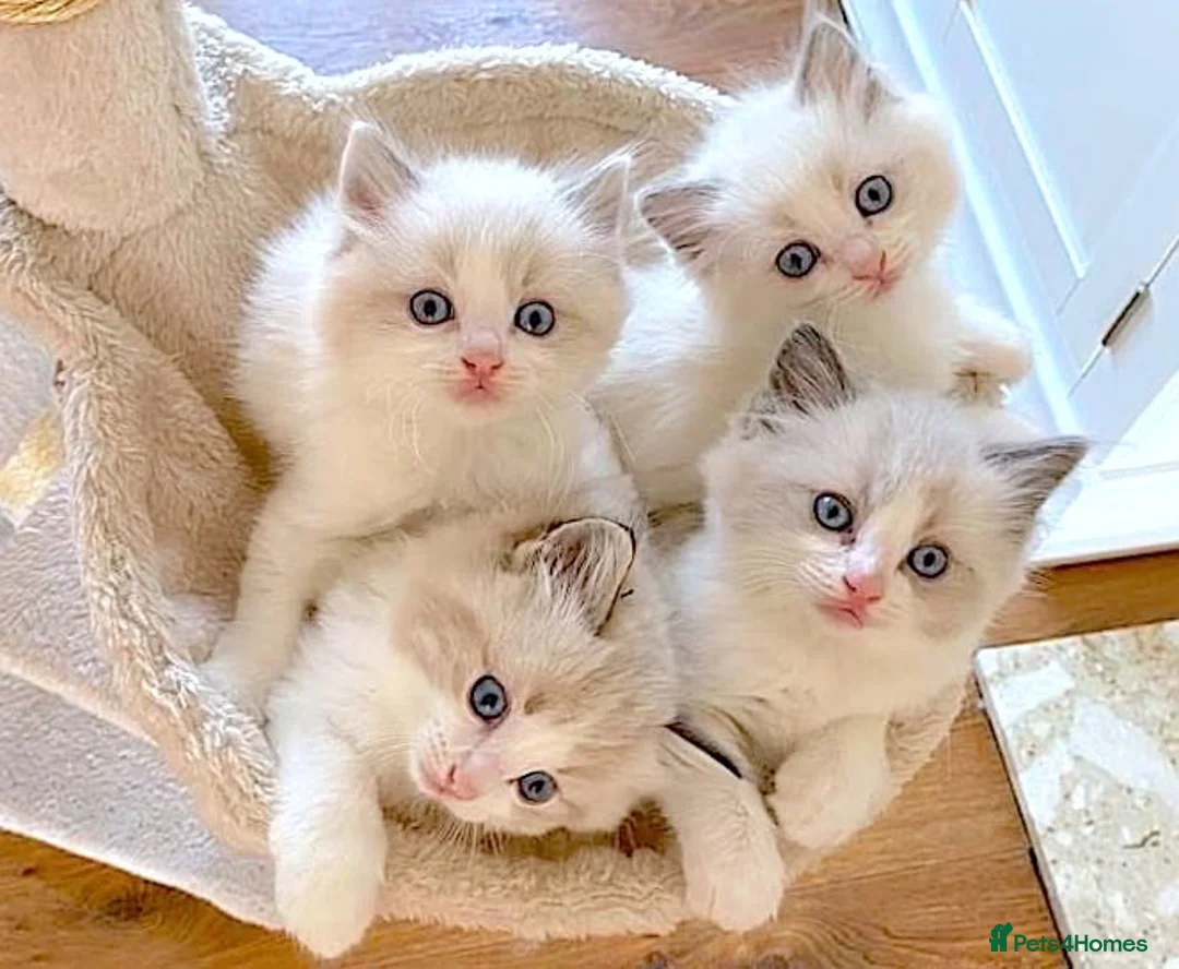 Ragdoll cats for sale: READY NOW *** INDOOR FULL PEDIGREE RAGDOLL KITTENS - Advert 2