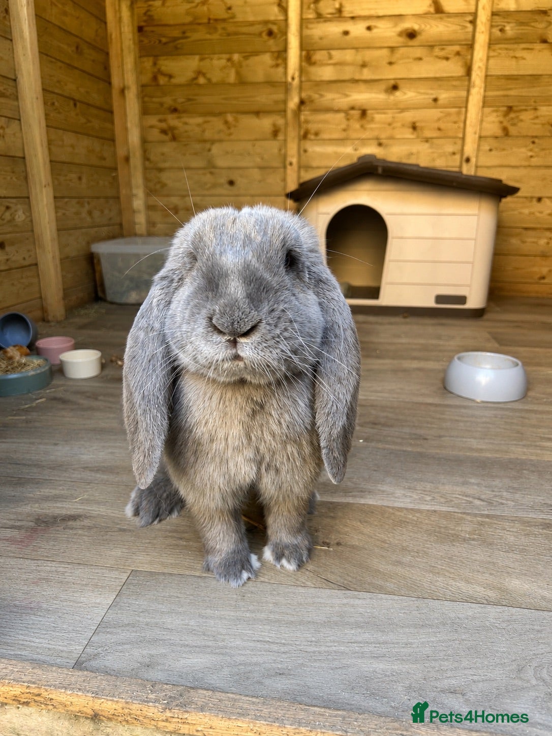 French Lop rabbits Blue Tort French Lop doe  - Advert 3