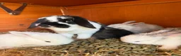 Mini Lop rabbits for sale: Stunning Vienna marked mini lops  - Advert 12