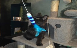 Maine Coon cats for sale: Last gorgeous Maine Coon  - Advert 4