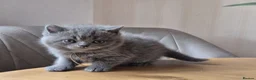 British Shorthair cats for sale: Purebred british shorthair kittens in Wigton - Advert 9