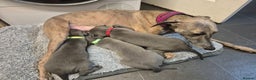Whippet dogs for sale: Blue Whippet Boys - Advert 1
