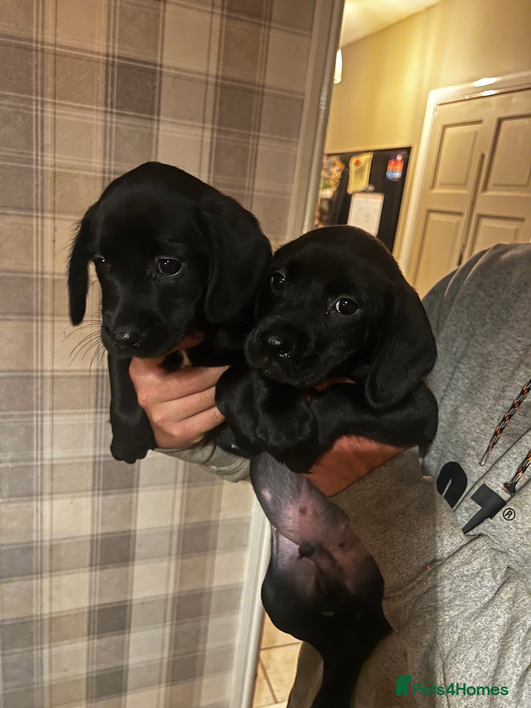 Springador dogs for sale: Adorable springador puppies - Image 2