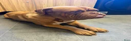 Dogue De Bordeaux dogs for sale: Dogue de Bordeux Girl  - Advert 4