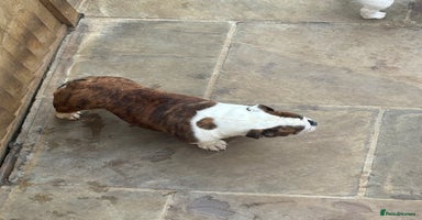 English Bulldog dogs Kc registered beautiful female  - Advert 15