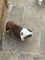 English Bulldog dogs Kc registered beautiful female - Advert 5