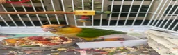 Parrots birds for sale: Caique yellow thighed - Advert 2