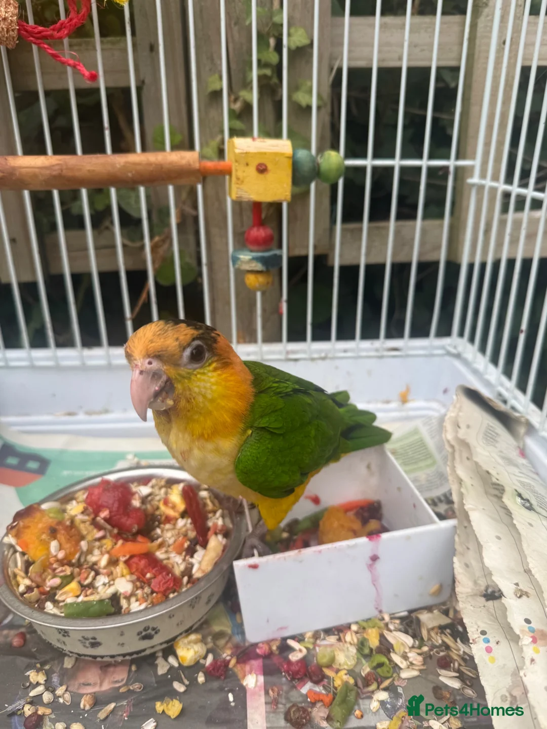 Parrots birds for sale: Caique yellow thighed - Advert 2
