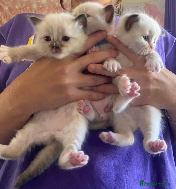 Ragdoll cats Ragdoll kittens for sale  - Advert 12