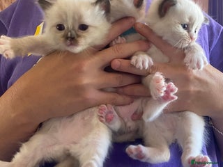Ragdoll cats Ragdoll kittens for sale - Advert 4