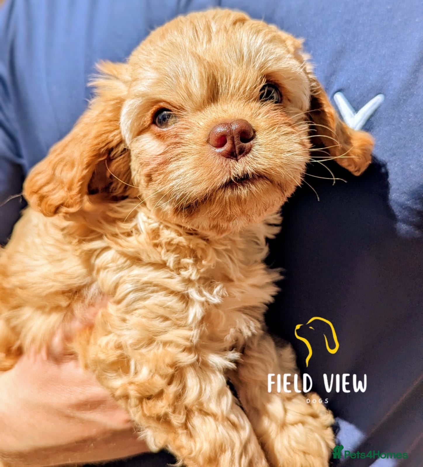 Cavapoo dogs F1 Cavapoo pups, extensively health tested parents - Advert 2