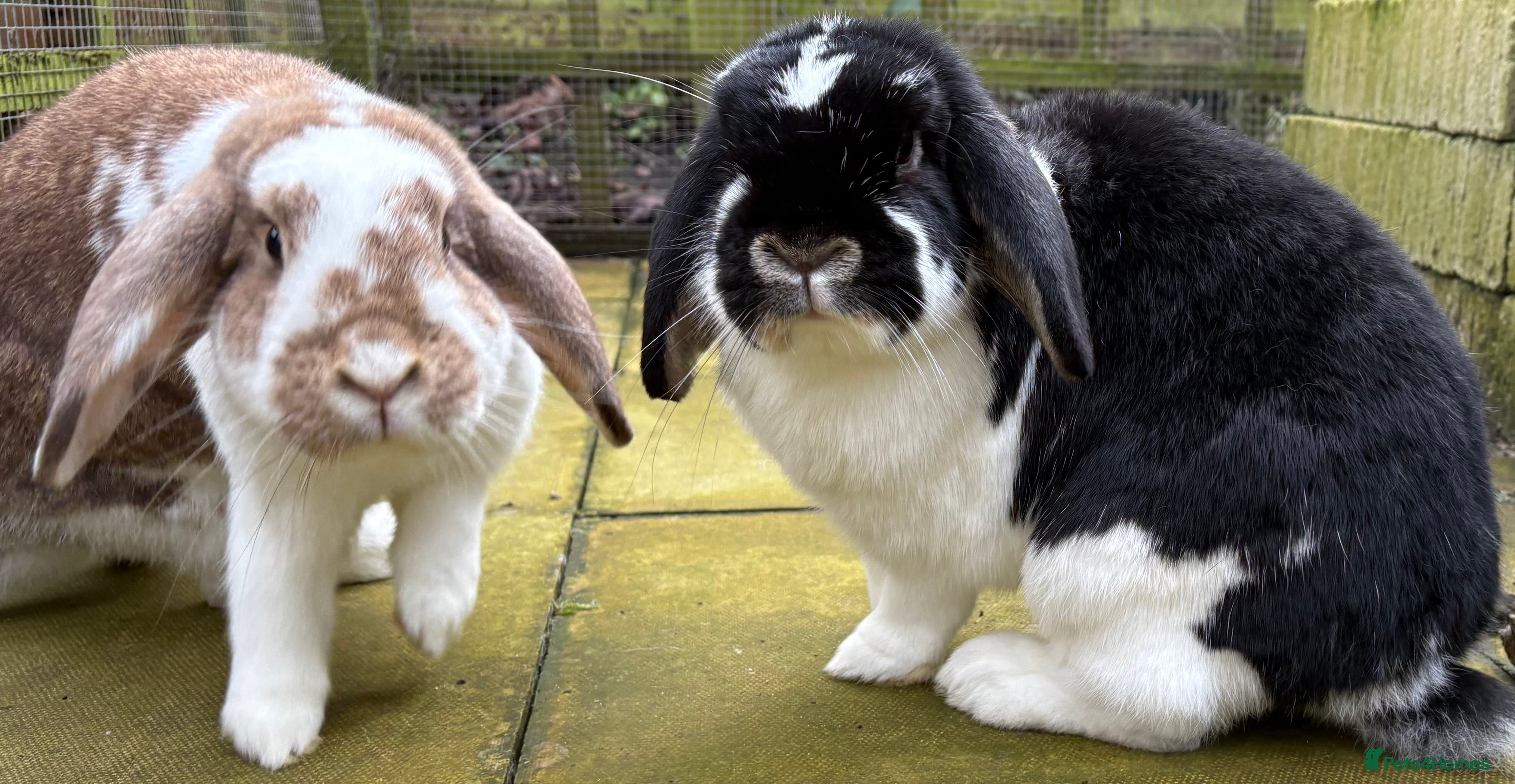 Mixed Breed rabbits Two Female Lop-Eared Rabbits in Neston - Advert 1