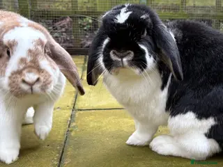 Mixed Breed rabbits Two Female Lop-Eared Rabbits in Neston - Advert 5