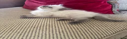 Ragdoll cats for sale: Beautiful Pure Ragdoll kittens - Advert 20