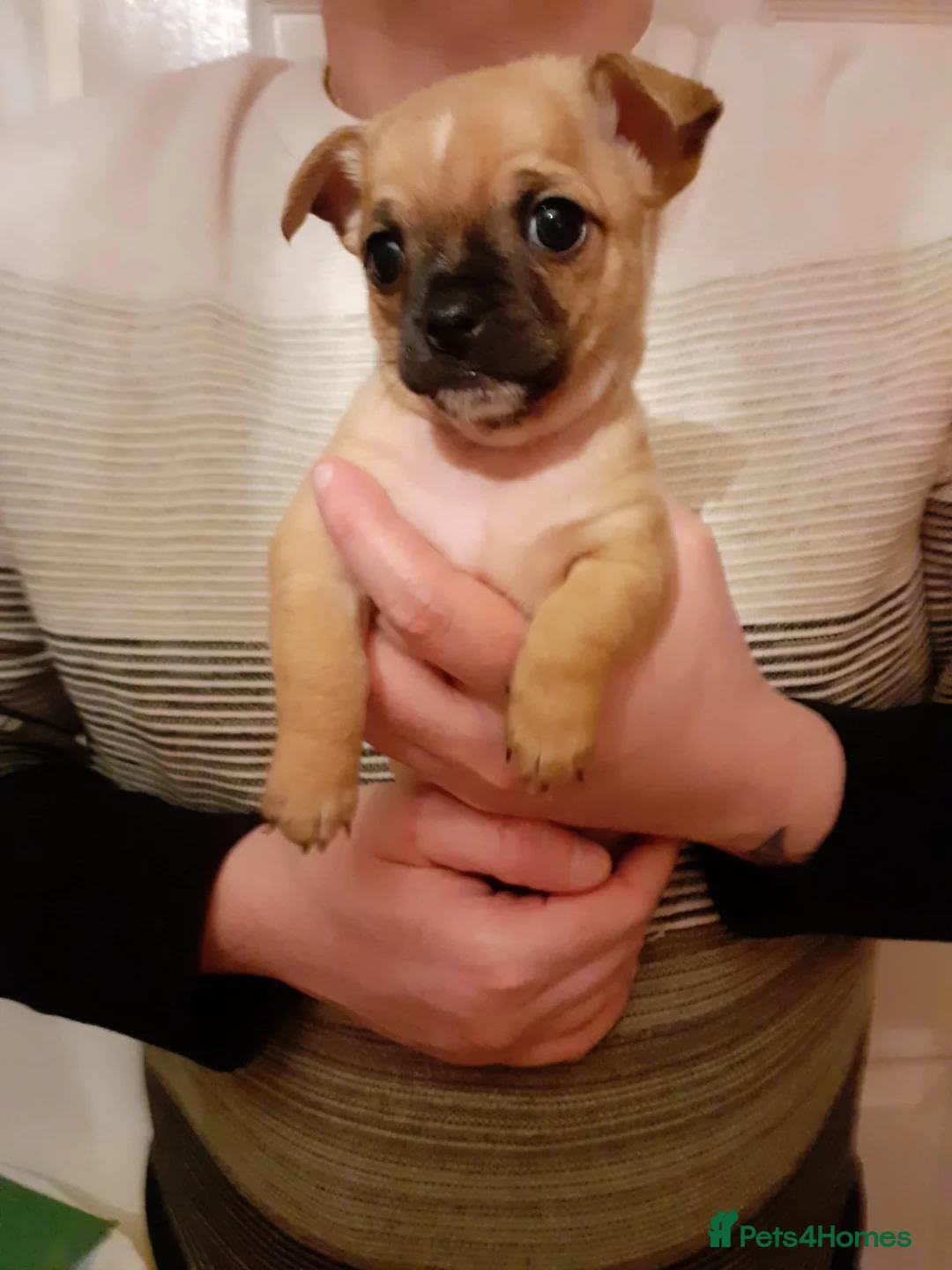 Chihuahua dogs for sale: chihuahua puppies  in Belfast - Advert 2