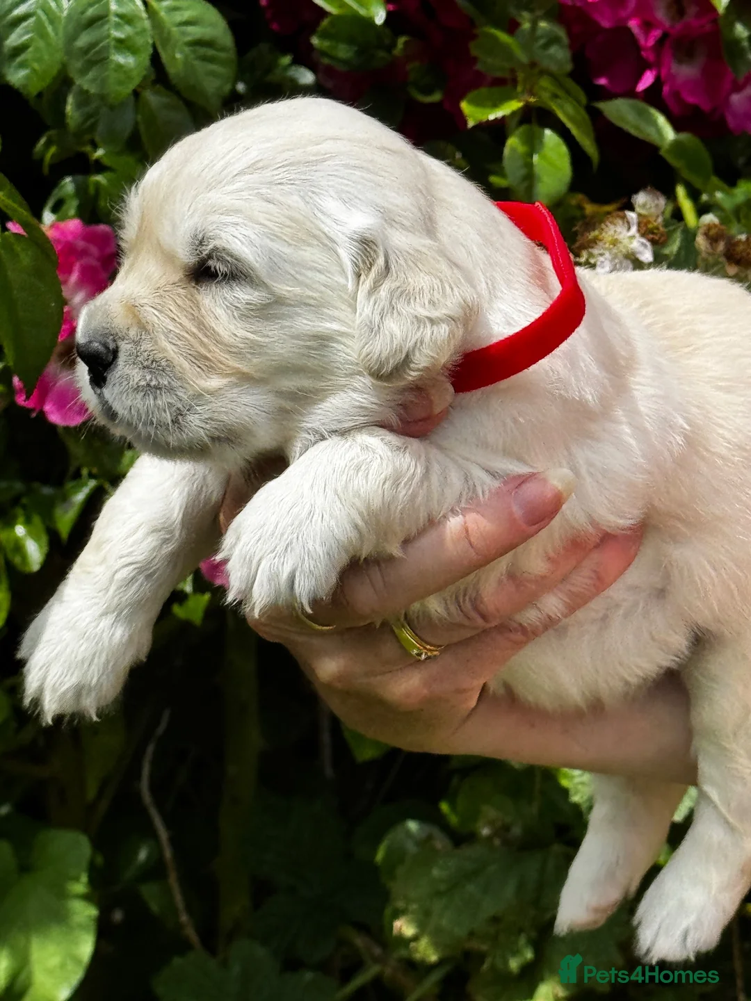 Golden Retriever dogs for sale: ⭐️ health tested golden retrievers ⭐️ - Advert 13
