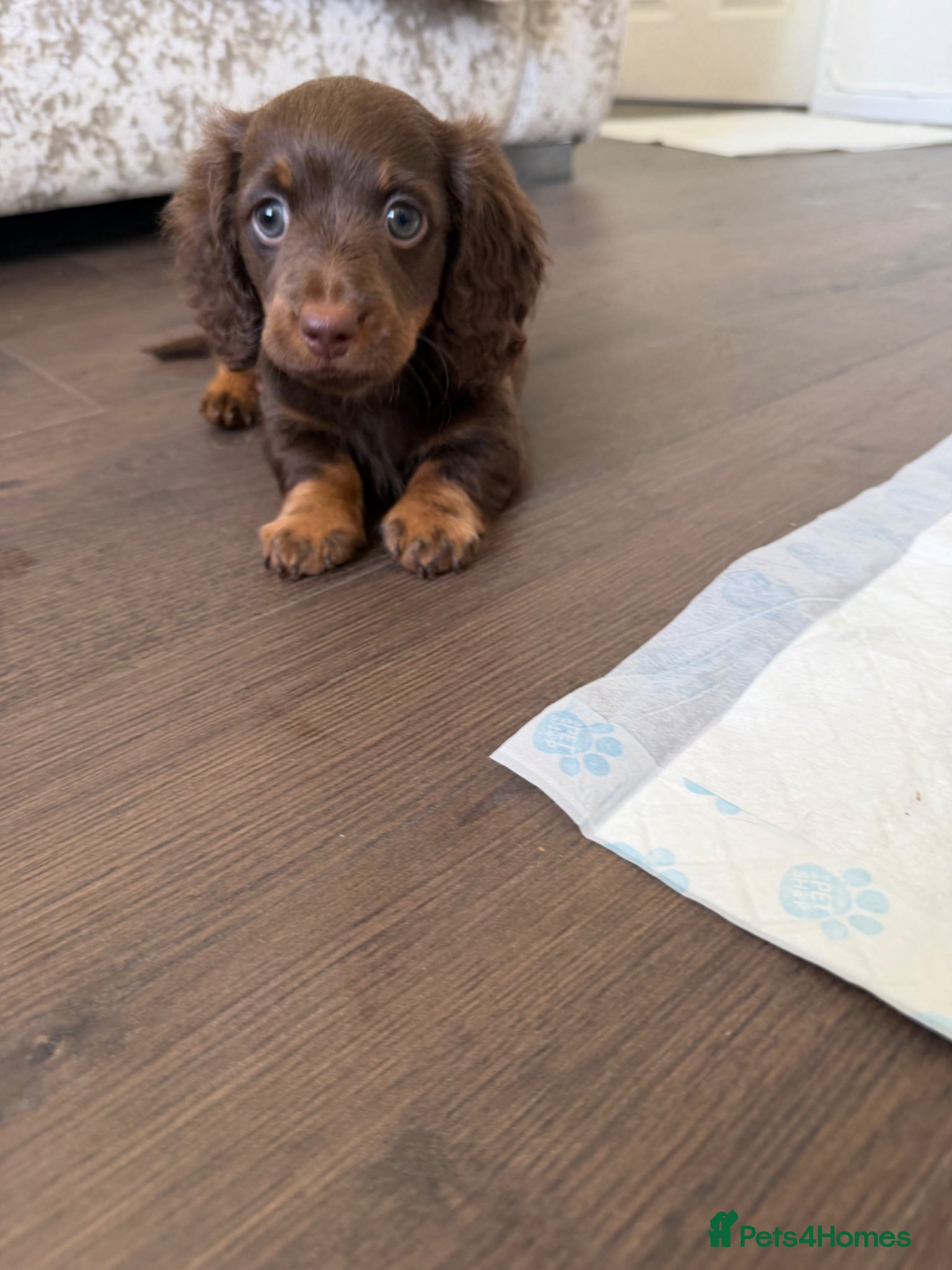 Dachshund dogs for sale: Miniature Dachshund Puppies  - Advert 4