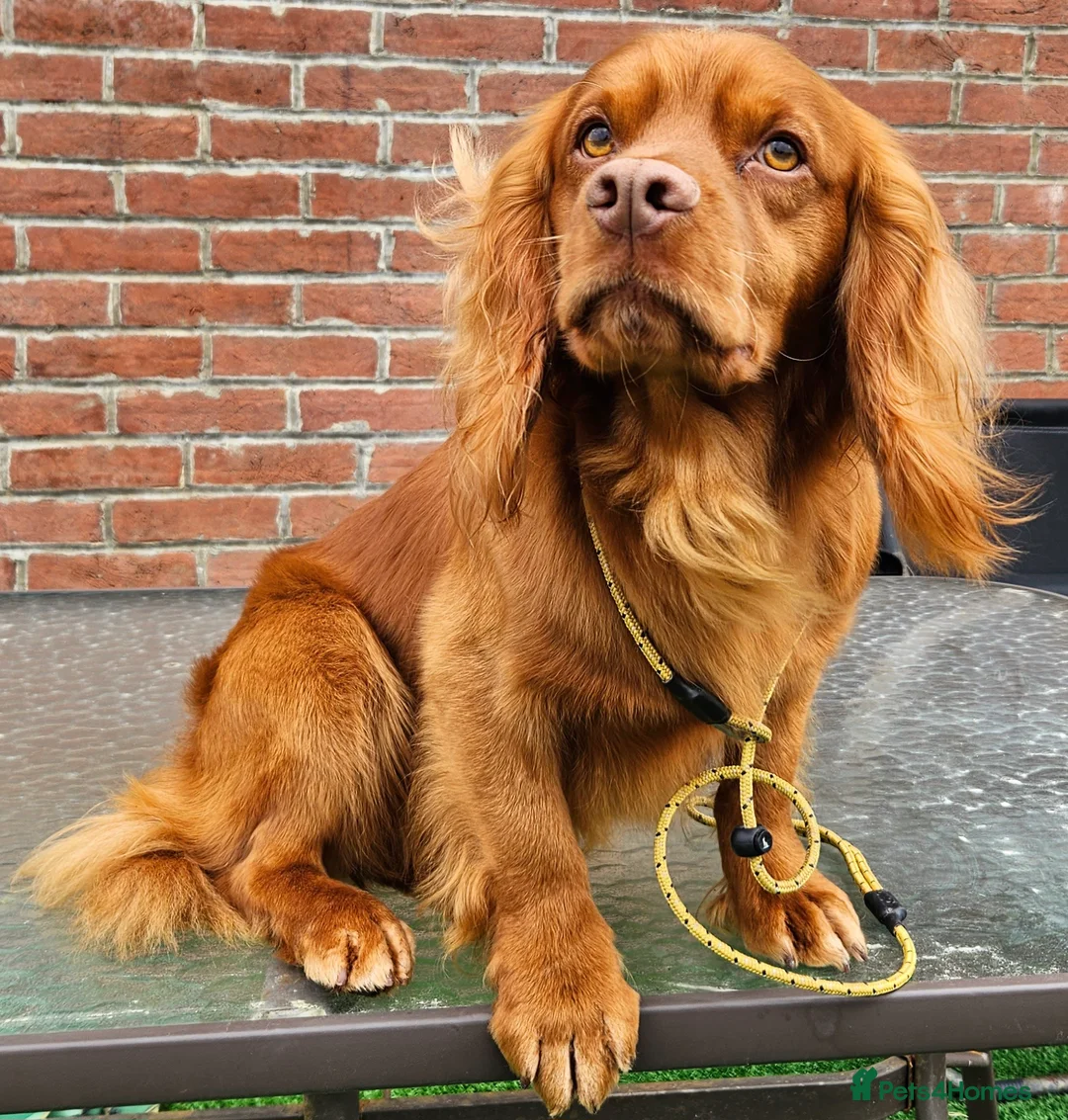 Cocker Spaniel dogs for stud: 💥HealthTested champ bred working cocker spaniel💥 in Cranbrook - Advert 12