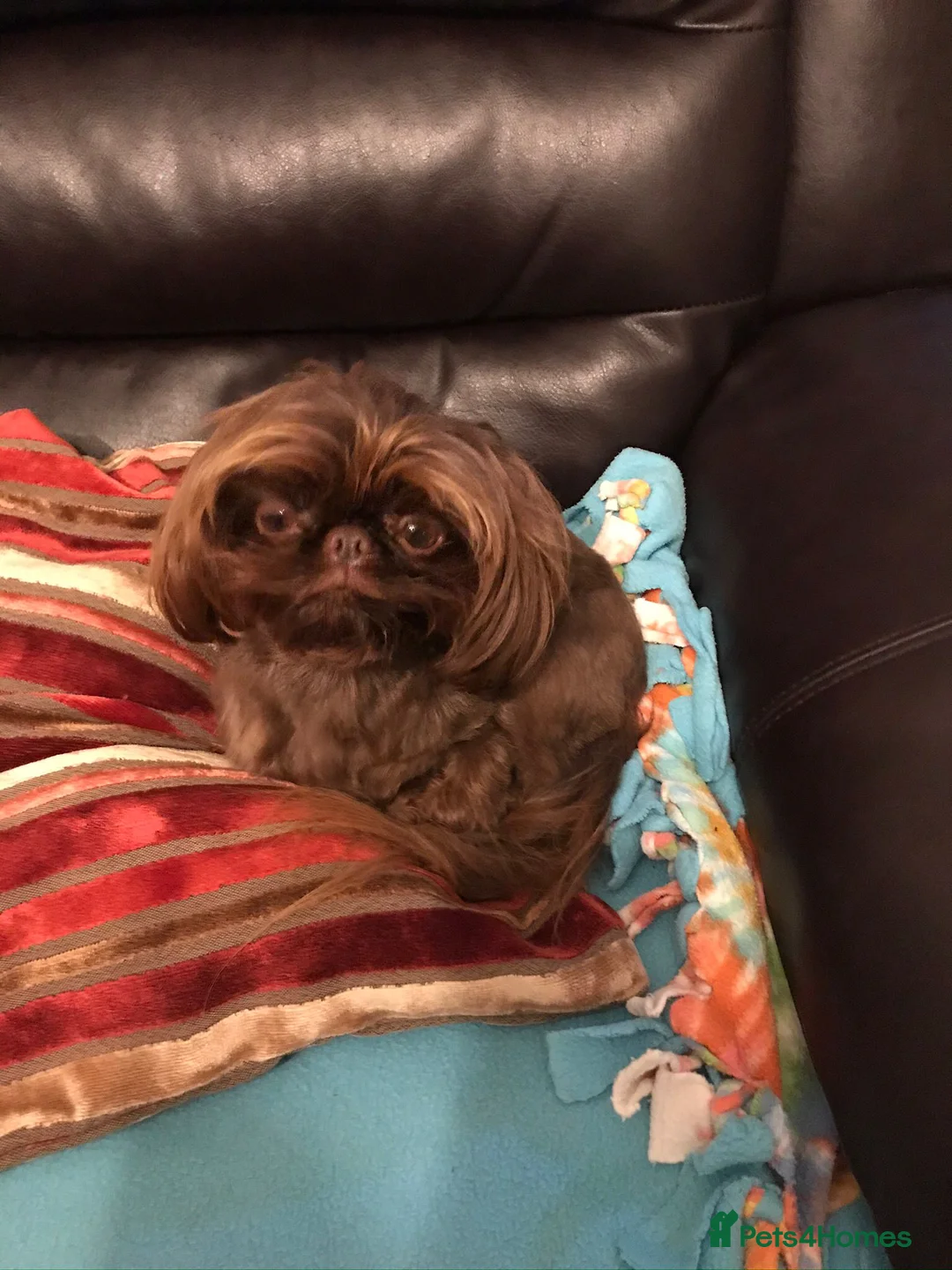 Shih Tzu dogs for stud: nonfading solid choc imp boy 2.2KG kc, in Crawley - Advert 3