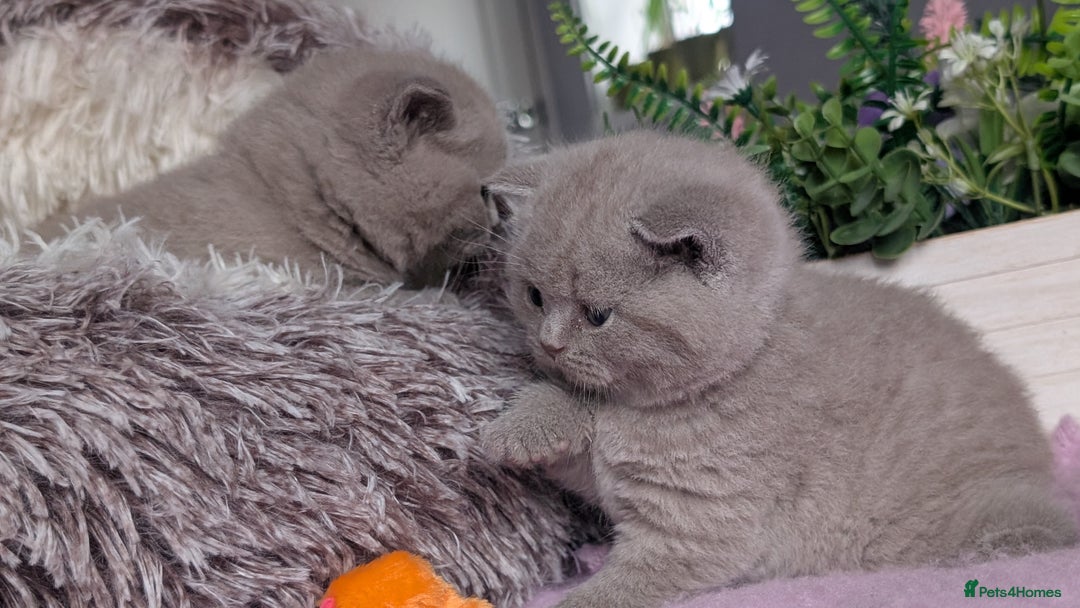 British Shorthair cats for sale: Outstanding lilac British Shorthair boys - Advert 3