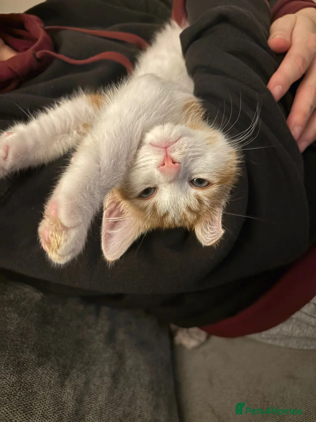 Mixed Breed cats for sale: 2 male ginger tabby kittens - Advert 2