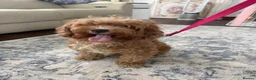 Maltipoo dogs for sale: Beautiful Maltipoo puppies  - Advert 6