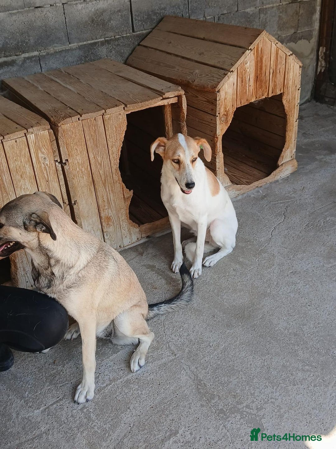Mixed Breed dogs for adoption: Kiwi, 1 yr old. Available for adoption. - Image 15
