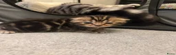 Scottish Fold cats for sale: Scottish Fold Kittens for Sale - Advert 10