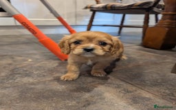 Cavachon dogs for sale: 8 STUNNING F1B CAVACHONS - Image 10