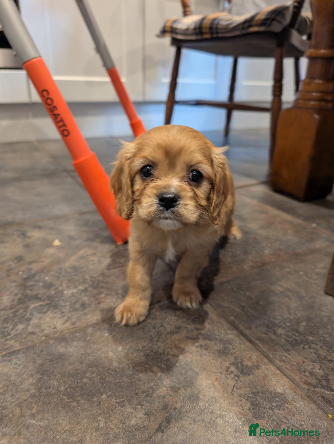 Cavachon dogs for sale: 8 STUNNING F1B CAVACHONS - Image 10