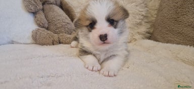 Welsh Corgi Pembroke dogs Exceptional Corgi Puppies ready soon - Advert 4
