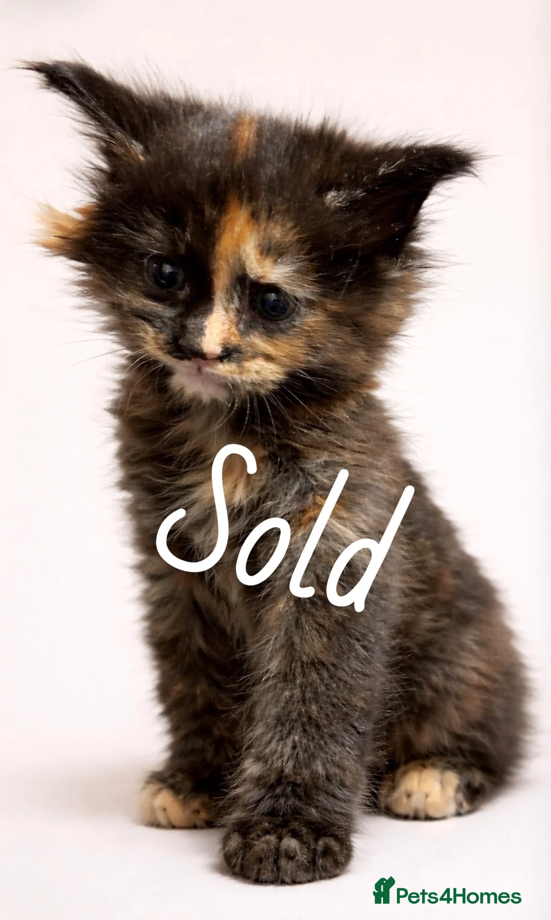 Maine Coon cats for sale: 3 beautiful Mainecoons  in Stratford-upon-Avon - Advert 4