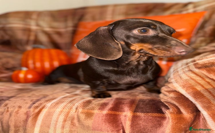 Miniature Dachshund dogs - Advert 8