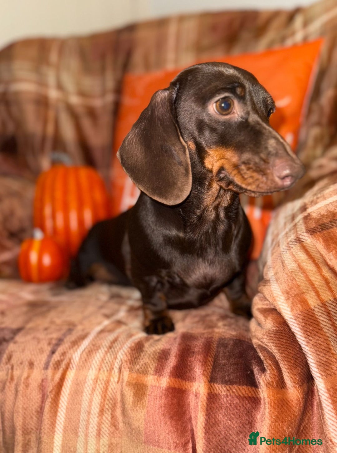 Miniature Dachshund dogs for sale: ⭐️Three stunning KC Mini Dachshunds⭐️  - Image 1