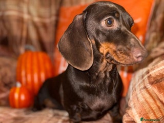 Miniature Dachshund dogs - Advert 6