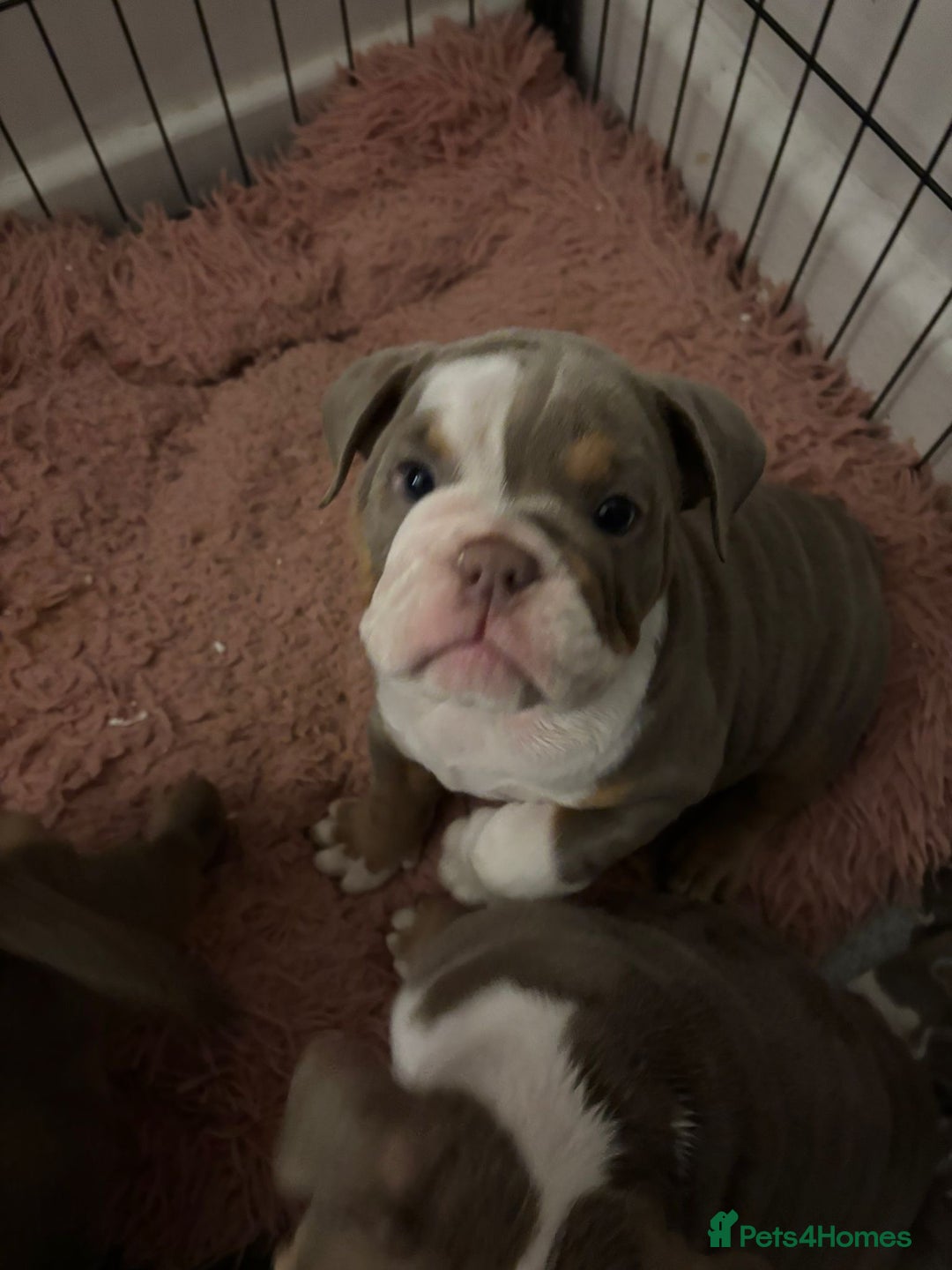 Mixed Breed dogs for sale: ✨ CHARLIE’S ANGELS – BULLDOG GIRLS ✨ - Image 5