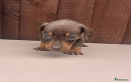 Dachshund dogs for sale: 6 beautiful dachshund puppies!!! - Image 11