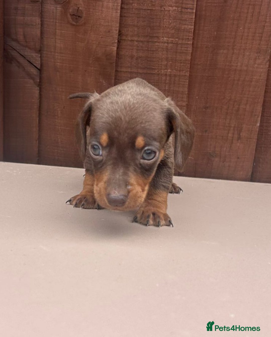 Dachshund dogs for sale: 6 beautiful dachshund puppies!!! - Image 11