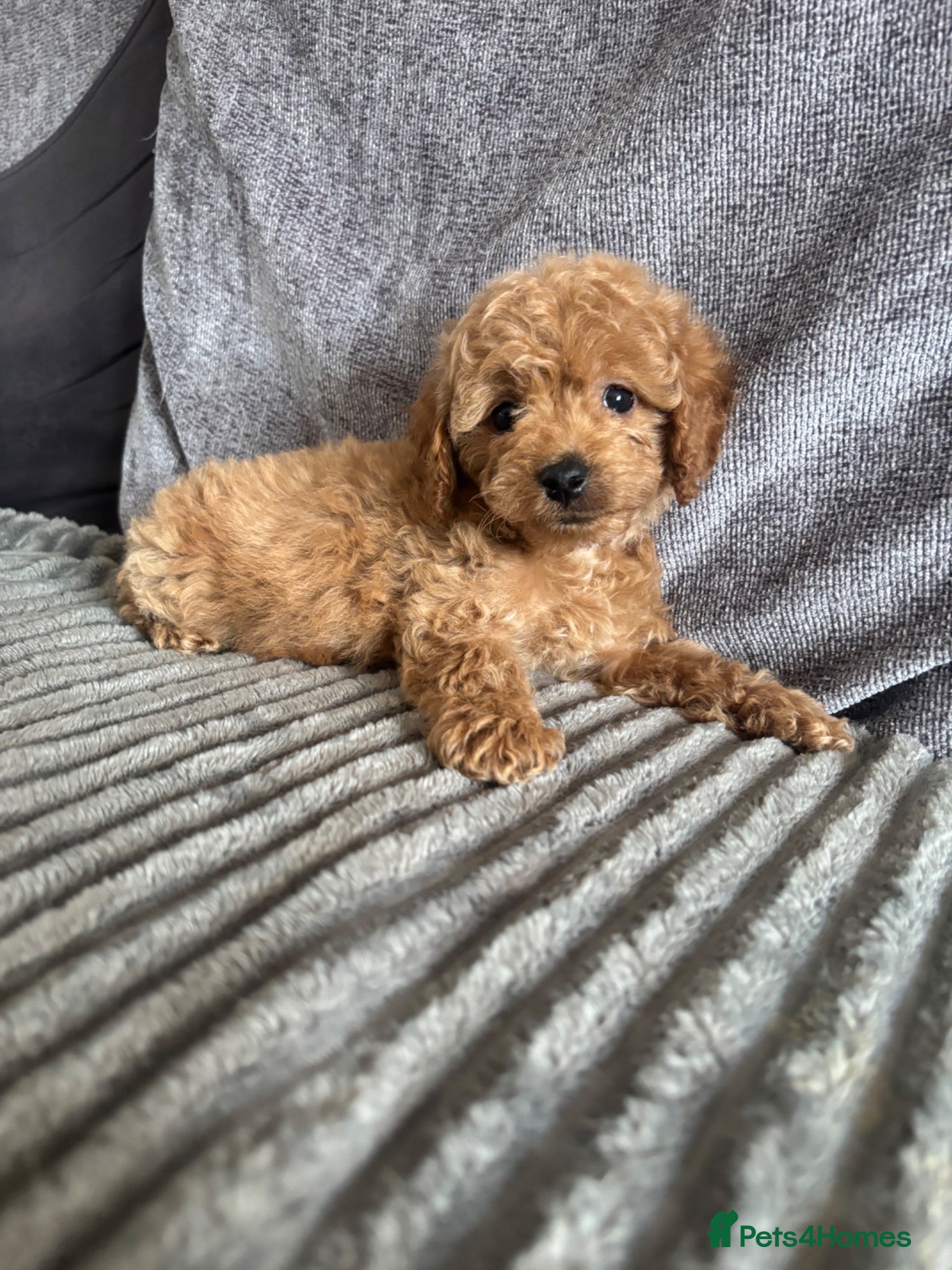Cavapoo dogs Beautiful F1B Teddy Toy cavapoos  - Advert 2