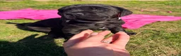Cane Corso dogs for sale: Cane Corso puppy’s  - Advert 3