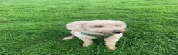 Labradoodle dogs for sale: Rare multi generational labradoodle Puppies - Advert 10