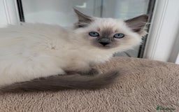 Ragdoll cats for sale: Champion Sired GCCF Registered Ragdoll Kittens - Image 12