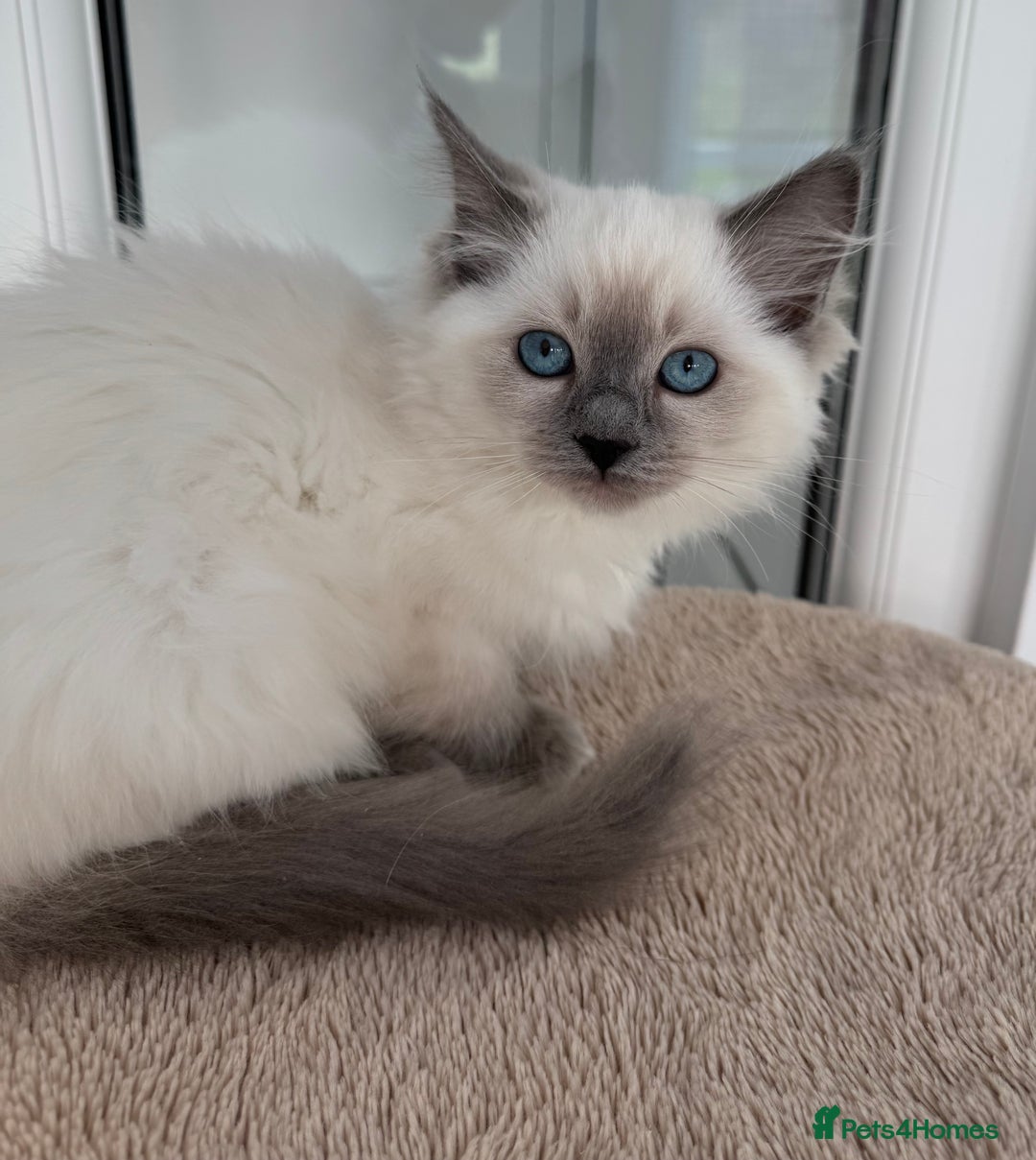 Ragdoll cats for sale: Champion Sired GCCF Registered Ragdoll Kittens - Image 12